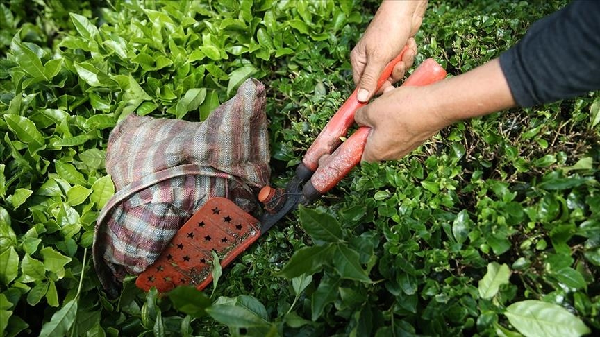 RİZE, ÇAY İHRACATININ YÜZDE 62'SİNİ GERÇEKLEŞTİRİYOR