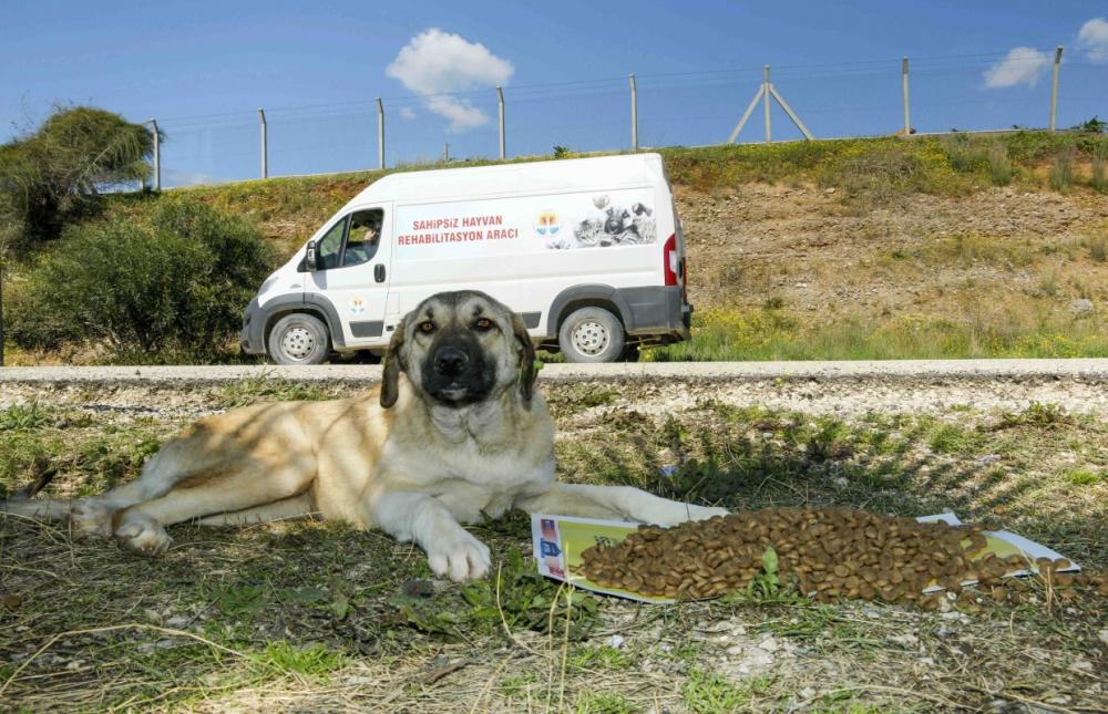 BÜYÜKŞEHİR, SOKAK CANLILARINA YÖNELİK HİZMET VE DESTEĞİ ARTIRARAK SÜRDÜRÜYOR