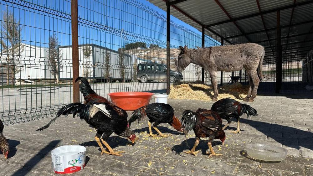 ADIYAMAN’DA YARALI EŞEK VE HOROZLAR KURTARILDI: TEDAVİ SÜRECİ DEVAM EDİYOR