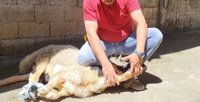 Şanlıurfalılar, Bayramda Güvende Kalmak İçin Plastik Cerrahi Uzmanından Tavsiyeler