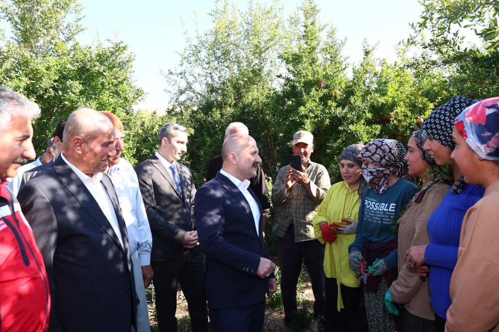 Samsat Göltarla Köyü'nde Nar Hasadı Başladı