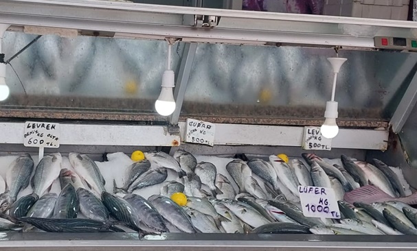 GELİBOLU’DA LÜFER EL YAKIYOR, PALAMUT TAHTA GÖZ DİKTİ