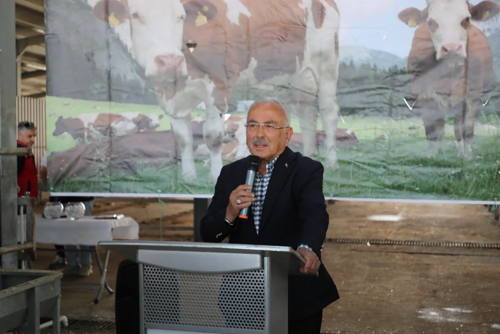 TULIP Projesi Kapsamında Gebe Simental Düve Dağıtımı Yapıldı 
